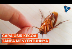 Inilah Penyebab Banyak Kecoa di Kamar Mandi dan Cara untuk Menghilangkannya