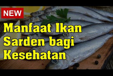 Simak Berbagai Manfaat Ikan Sarden untuk Kesehatan, Dapat Melindungi Fungsi Otak