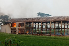 Kandang Ayam Ludes Terbakar