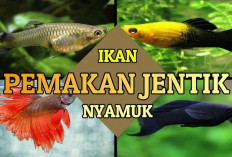 Inilah Ikan Pemakan Jentik Nyamuk yang Dapat Membantu Mencegah Demam Berdarah