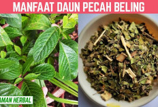 Inilah 5 Manfaat Daun Pecah Beling untuk Kesehatan Tubuh yang Jarang Diketahui Banyak Orang