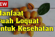 Manfaat Buah Loquat untuk Kesehatan yang Jarang Diketahui Orang