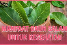 Manfaat Daun Salam untuk Kesehatan, Dapat Menjaga Kadar Gula Darah dan Kolesterol