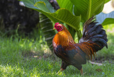 Ternyata Daging Ayam Kampung Lebih Sehat Dibandingkan Daging Ayam Potong, Ini Hasil Penelitiannya