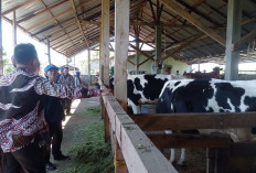 Dari Berkebun Teh, Kini Masyarakat Pacet Batang Pilih Beternak Sapi Perah Karena Lebih Prospektif