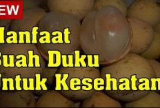 Inilah 4 Manfaat Mengonsumsi Buah Duku Bagi Kesehatan Tubuh, Apa Saja?