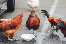 Inilah Keuntungan dan Risiko dari Memelihara Ayam Kampung dan Ayam Negeri, Kalian Pilih yang Mana?