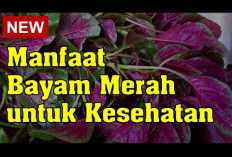 Inilah Manfaat Bayam Merah yang Penting untuk Diketahui