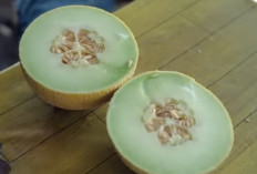 Ini Dia 5 Tahap Bertani Buah Melon Pakai Sistem Greenhouse agar Menguntungkan untuk Pemula