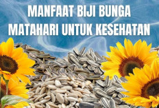 Inilah Manfaat Biji Bunga Matahari yang Sedikit Diketahui Orang