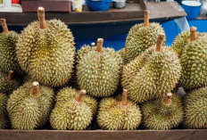 Inilah Manfaat Buah Durian yang Sangat Baik Bagi Kesehatan Tubuh, Apa Saja?