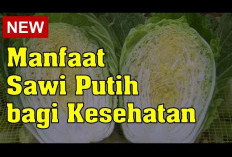 Inilah Manfaat Sawi Putih untuk Kesehatan dan Cara Mengolahnya