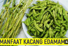 5 Manfaat Kacang Edamame untuk Mencegah Lemas dan Bisa Kontrol Berat Badan