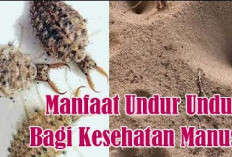 Fakta Menarik! Inilah 5 Manfaat Undur-undur untuk Kesehatan Tubuh yang Harus Kalian Ketahui