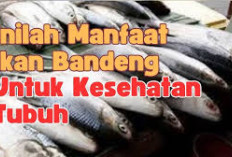 Inilah Manfaat Ikan Bandeng untuk Kesehatan Tubuh yang Penting Kamu Ketahui