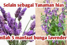 Manfaat Bunga Lavender Dalam Kehidupan, Dapat Membantu Mengusir Nyamuk