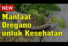 Berikut Ini Manfaat Oregano untuk Kesehatan