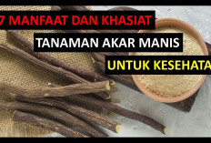 Berikut Manfaat Akar Manis atau Licorice Untuk Kesehatan yang Harus Kamu Tahu!