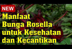 Inilah Manfaat Rosella untuk Kesehatan dan Cara Mengolahnya