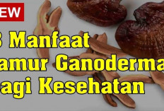 Manfaat Jamur Ganoderma untuk Kesehatan 