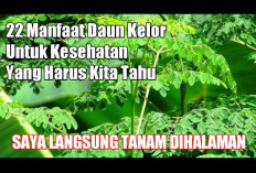 Inilah Manfaat yang Akan Diperoleh dari Daun Kelor Untuk Kesehatan, Salah Satunya Cegah Cacingan!