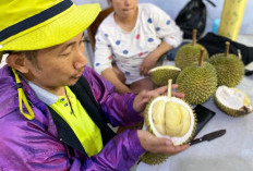 Potensinya Tak Kalah dari Pekalongan, 5 Kecamatan di Batang Bisa jadi Destinasi Wisata Durian