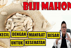 Ternyata Banyak Manfaat Biji dan Buah Mahoni yang Perlu Kamu Ketahui