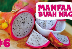 Inilah Manfaat Buah Naga Putih untuk Kesehatan, Dapat Menurunkan Kadar Kolesterol