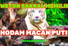 Mau Tahu 2 Weton Punya Khodam Macan Putih yang Sakti menurut Primbon Jawa? Cek Khodam Kamu di Sini