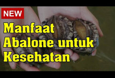 Ini Dia Manfaat Abalone, Kerang Mahal yang Kaya Nutrisi