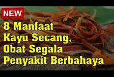 Inilah Manfaat Kayu Secang untuk Kesehatan