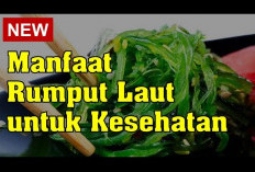 Inilah Bebrapa Manfaat Rumput Laut untuk Kesehatan dan Kandungan Nutrisinya