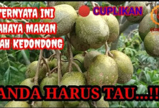 Justru Berbahaya! Inilah 3 Golongan Orang yang Disarankan untuk Tidak Mengonsumsi Buah Kedondong, Siapa Saja?