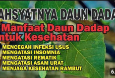 Sederet Manfaat Daun Dadap untuk Kesehatan Tubuh, Ampuh Turunkan Demam