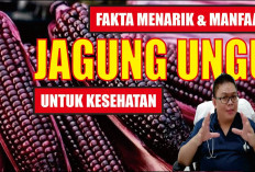 Manfaat Jagung Ungu untuk Kesehatan yang Ternyata Seindah Warnanya