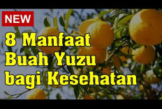 Manfaat Buah Yuzu untuk Kesehatan, Buah Jeruk Jepang