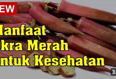 Berikut 10 Kandungan Sayuran Okra Merah yang Kaya akan Vitamin Bermanfaat Buat Tubuh