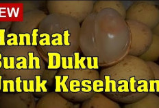 Inilah Manfaat dan Khasiat Mengonsumsi Buah Duku Secukupnya Bagi Kesehatan Tubuh, Apa Saja?