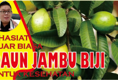 Berikut Khasiat Daun Jambu Biji yang Jarang Diketahui Bagi Kesehatan, Apa Saja?