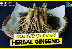 Manfaat Ginseng untuk Kesehatan Tubuh, Dapat Mengobati Penyakit Paru-paru dan Menurunkan Kadar Gula Darah