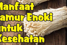 Dapat Mencegah Sembelit, Inilah Manfaat Jamur Enoki untuk Kesehatan