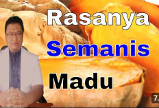 Sederet Manfaat Ubi Cilembu untuk Kesehatan Tubuh Selain Rasanya Nikmat dan Lezat