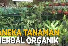 Berbagai Manfaat Tanaman Obat untuk Penyakit