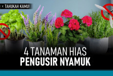 Inilah Tanaman yang Tidak Disukai Nyamuk yang Wajib Ada di Dalam Rumahmu