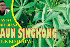 Khasiat yang Jarang Diketahui dari Daun Singkong, Mau Tahu?