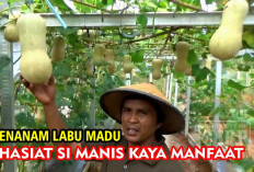 Manfaat Labu Madu Tidak Hanya untuk Kesehatan Mata, Tetapi Juga untuk Tulang