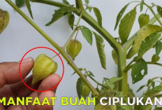 Dapat Meningkatkan Kekebalan Tubuh, Ini Dia Manfaat Buah Ciplukan untuk Kesehatan Tubuh