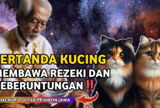 Inilah Ciri-ciri Kucing Pembawa Hoki dan rezeki Menurut Kitab Primbon Jawa