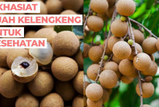 Inilah 5 Manfaat Buah Kelengkeng Bagi Kesehatan Tubuh yang Jarang Diketahui Banyak Orang, Apa Saja?