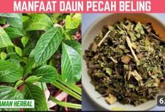 Sederet Manfaat Daun Keji Beling Buat Tubuh Mulai dari Mengatasi Diare Sampai Diabetes